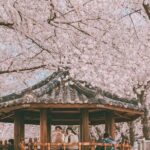 Jinhae Pink Cherry Blossom Festival Tour From Seoul (to Busan) - Final Thoughts