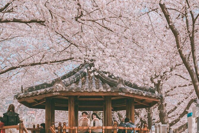 Jinhae Pink Cherry Blossom Festival Tour From Seoul (to Busan) - Final Thoughts