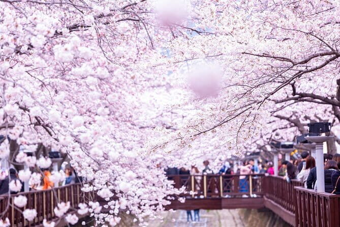 Jinhae's Cherry Blossoms Shuttle Bus depart from Seoul/Busan - Who Should Consider This Tour?