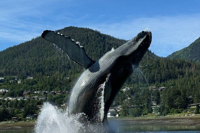 Juneau Highlights and Mendenhall Glacier Tour - What Makes This Tour Stand Out?