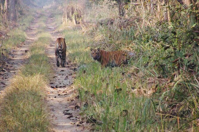 Jungle Towernight Stay: 4-Day Tour in Chitwan National Park - What Makes This Tour Special?