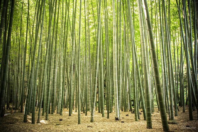 Kamakura Private Car Tour  English Driver, Flexible Schedule - Final Thoughts