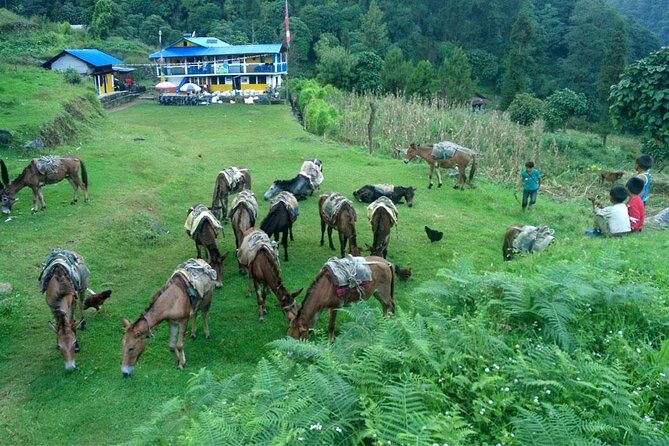 Kanchenjunga South Base Camp Trek - 13 Days - Practical Details & What to Expect