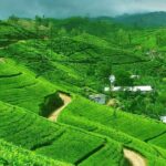 Kandy and Pinnawala Private Day Tour from Colombo - Final Thoughts
