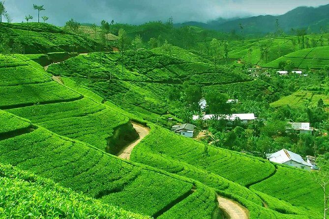 Kandy and Pinnawala Private Day Tour from Colombo - Final Thoughts