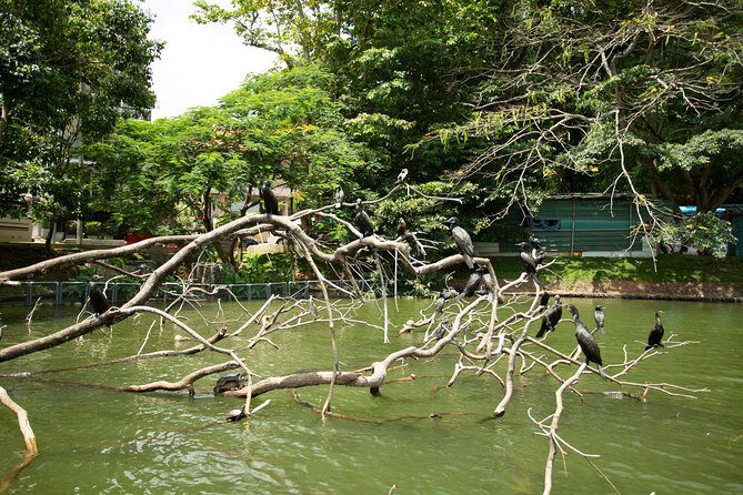 Kandy City Day Tour with a verified tour guide - Practical Details and What to Expect