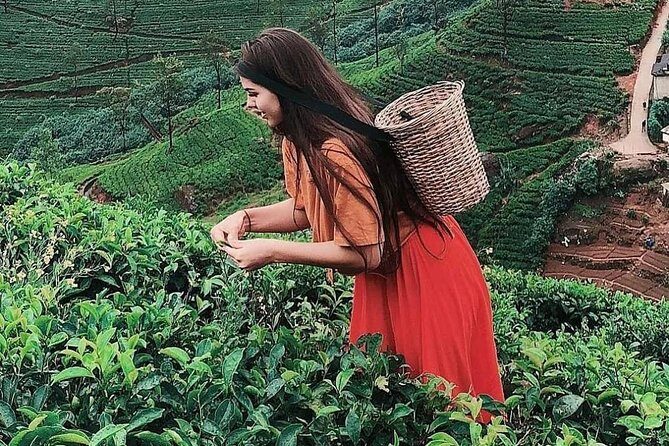 Kandy to Nuwara Eliya Day Tour - An In-Depth Look at the Tour Experience