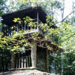 Kanneliya Rain Forest Tour - A Closer Look at the Kanneliya Rain Forest Tour