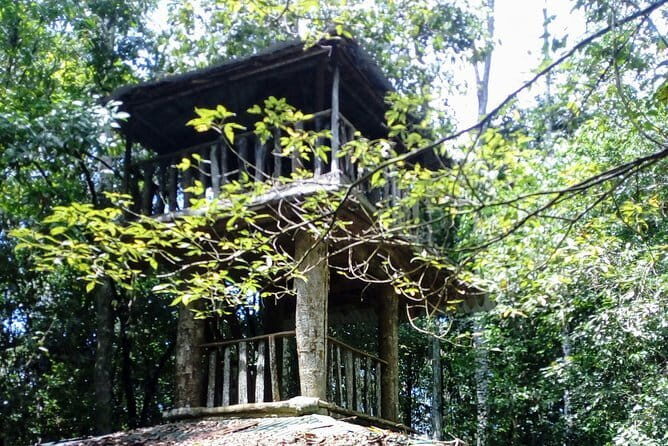 Kanneliya Rain Forest Tour - A Closer Look at the Kanneliya Rain Forest Tour