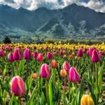 Kashmir Tulip Festival - Final Thoughts: Who Will Love This Tour?