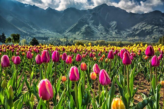 Kashmir Tulip Festival - Final Thoughts: Who Will Love This Tour?