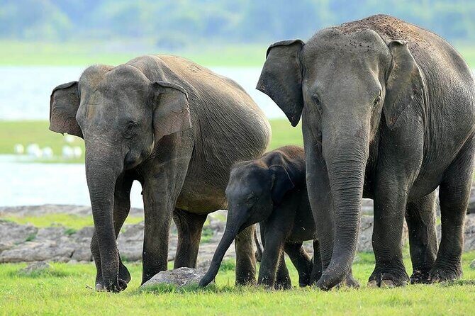 Kaudulla National Park Safari | Jeep with Tickets - Why Youll Love This Experience