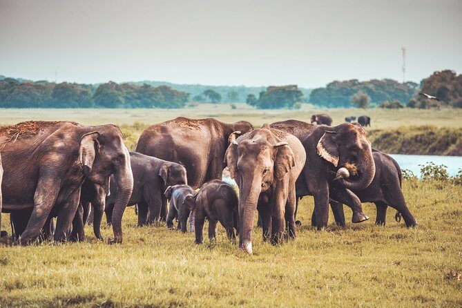 Kaudulla National Park Shared Safari - The Safari Experience: What to Expect