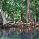 Kayaking in Ao Thalane - Discover the Mangrove life - The Practical Side: What’s Included and What’s Not