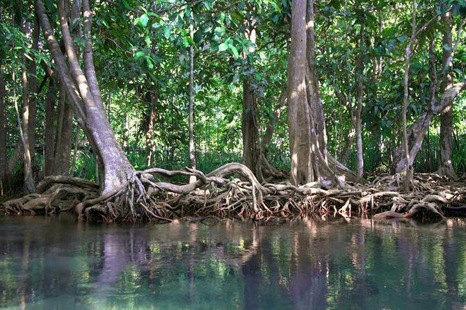 Kayaking in Ao Thalane - Discover the Mangrove life - The Practical Side: What’s Included and What’s Not