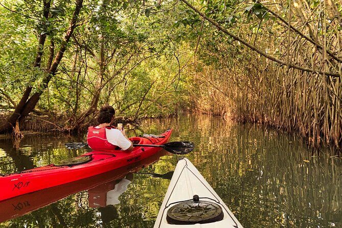 Kayaking in Mangrove Forest of Paravur Backwaters near Varkala and Kollam - Authentic Insights from Reviewers