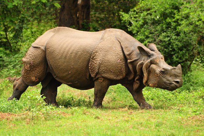 Kaziranga Indian Big Five Wildlife Tour - Value and Practicalities