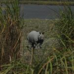 Kaziranga National Park & Guwahati - The Sum Up