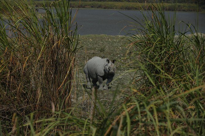 Kaziranga National Park & Guwahati - The Sum Up