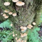 Ketchikan: Tongass Forest Alaska Bigfoot ATV Ride and Hike - The Value of This Experience