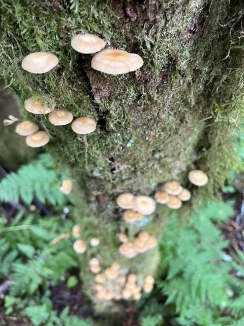 Ketchikan: Tongass Forest Alaska Bigfoot ATV Ride and Hike - The Value of This Experience