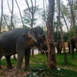 Khao Lak Eco-Safari: Elephants, Tsunami Museum, and Turtles - Who Will Love This Experience?