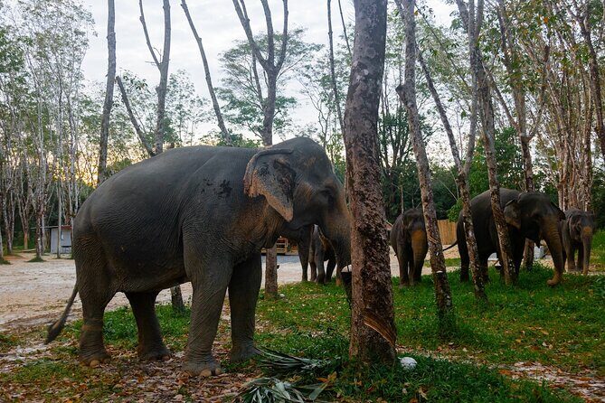 Khao Lak Eco-Safari: Elephants, Tsunami Museum, and Turtles - Who Will Love This Experience?