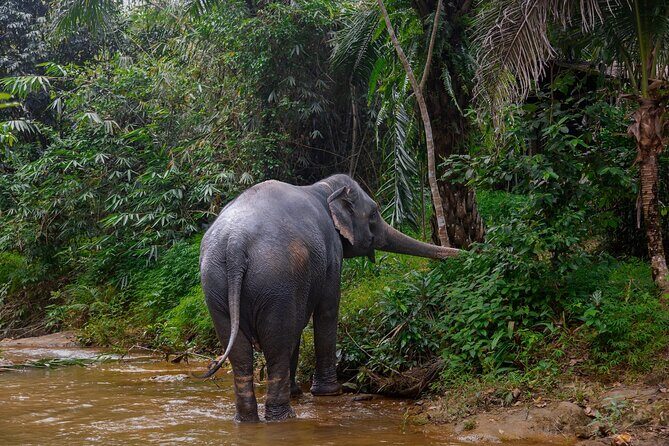 Khao Lak Elephant Sanctuary Full Day Small Group Tour - An In-Depth Look at the Full Day Experience