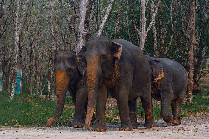 Khao Lak Elephant Sanctuary Tour with Waterfall and Lunch - FAQs