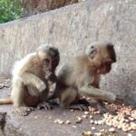Khao Lak : Full-Day Temple Tour Including Dragon Cave - A Closer Look at the Experience