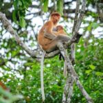 Kinabatangan River Cruise from Sandakan - The Value of the Experience
