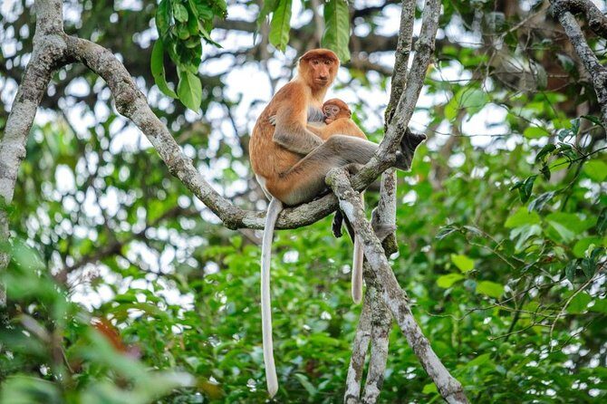 Kinabatangan River Cruise from Sandakan - The Value of the Experience