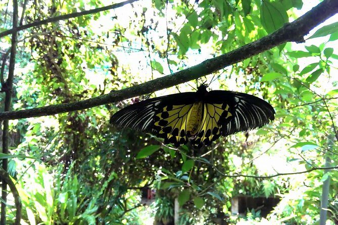 KL Butterfly Park Admission with Kuala Lumpur Famous Landmarks - Who Will Love This Tour?