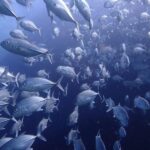 Koh Samui 2-Dive Trip to Sail Rock for certified divers - Frequently Asked Questions