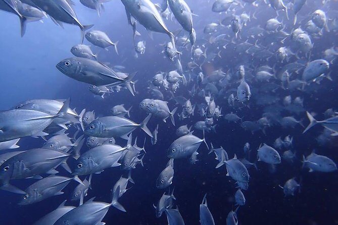 Koh Samui 2-Dive Trip to Sail Rock for certified divers - Frequently Asked Questions