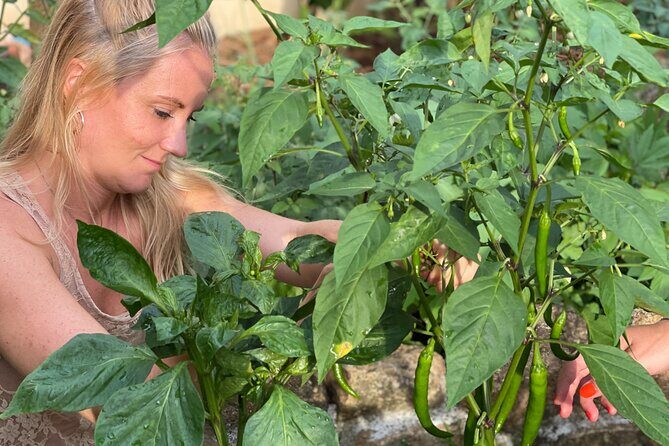 Koh Samui Jungle Kitchen - Evening Cooking Class - Authenticity and Quality: What Reviewers Say