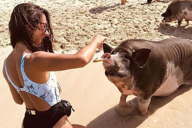 kohsamui.tours - Pig Island Snorkeling Eco Tour by Speed Boat - Practical Tips for a Great Experience