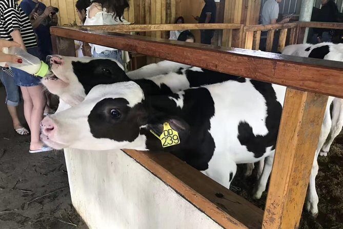 Kota Kinabalu ATV Riding and Dairy Farm at Mountain Kinabalu - What We’ve Learned from Reviews