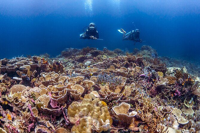 Kota Kinabalu Leisure Scuba Diving Trip (3 Dives) - Why This Tour Fits Certain Travelers Best