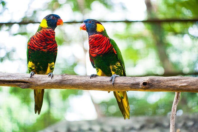 Kuala Lumpur Private Half-Day Family Tour of Nature, Birds and Butterflies - Key Points
