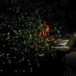 Kuala Selangor Fireflies - Batu Caves Temple- Malawati Hill DayTour With Dinner - Authentic Insights From Reviewers