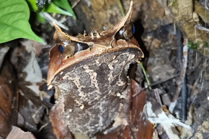 Kubah's Nocturnal Wonders Nighttime Frog Safari - Who Will Love This Tour?