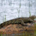 Kumana National park Full day safari - Is This Safari Worth It?