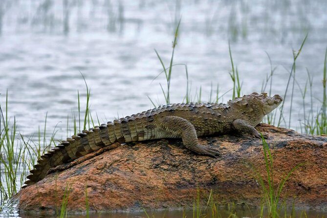 Kumana National park Full day safari - Is This Safari Worth It?