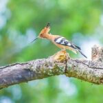 Kumana National Park Safari | from Arugam Bay - Exploring Kumana National Park: What’s in Store?