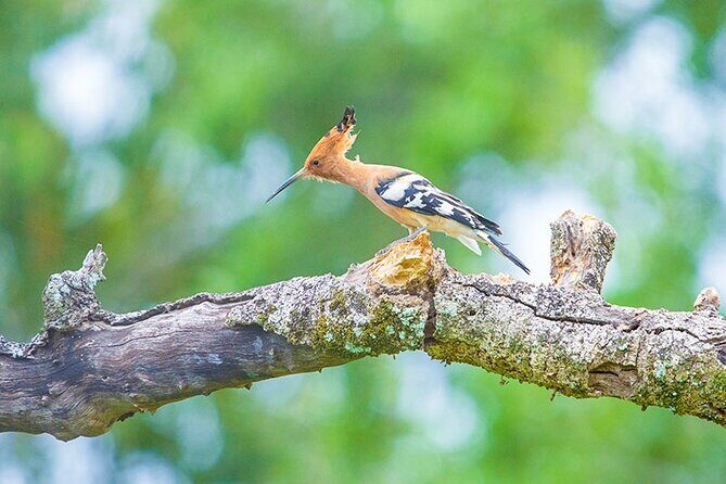 Kumana National Park Safari | from Arugam Bay - Exploring Kumana National Park: What’s in Store?