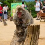 Kyoto: Arashiyama Bamboo, Temple, Matcha, Monkeys & secret spots - Who Is This Tour Best For?