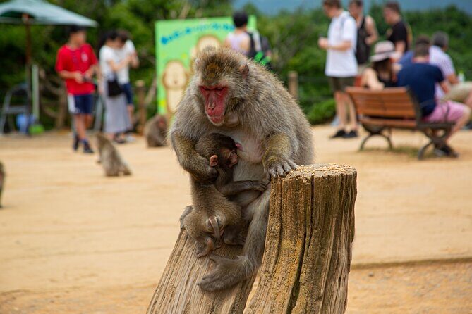 Kyoto: Arashiyama Bamboo, Temple, Matcha, Monkeys & secret spots - Who Is This Tour Best For?