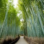 Kyoto Arashiyama Rickshaw Tour with Bamboo Forest - Practical Tips for Your Tour