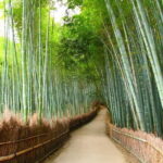 Kyoto & Nara Private Tour from Osaka Kyoto Hotel Pick-up - Our Take: Should You Book This Tour?